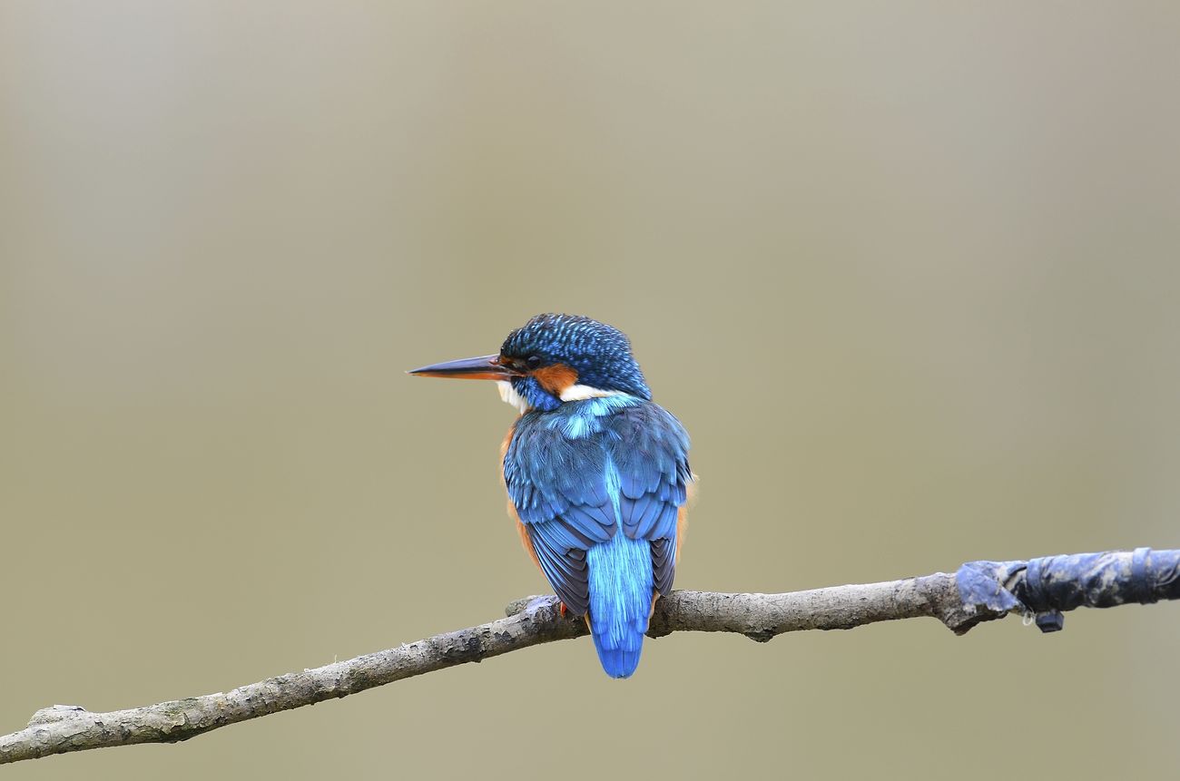 Kingfisher bird color variations pictures